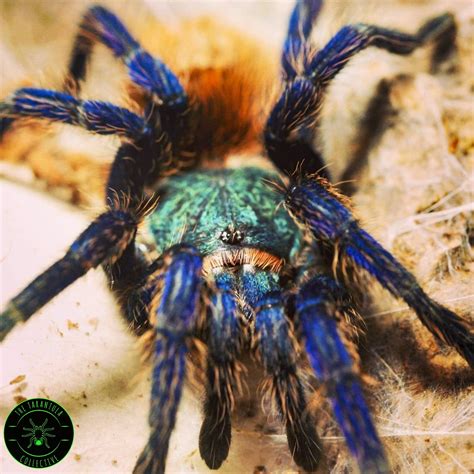 gender tarantula|greenbottle blue tarantula sex.